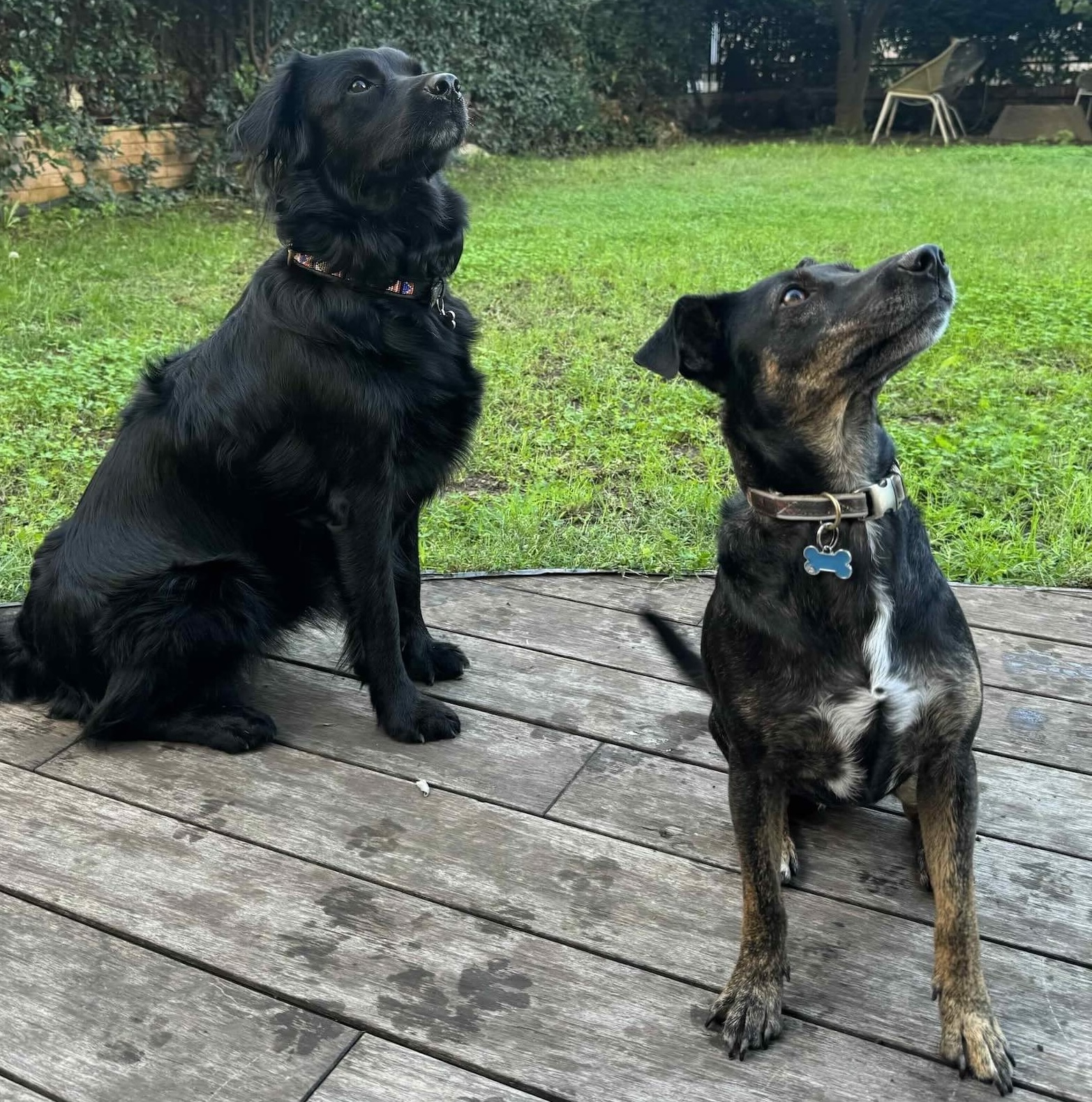 dogs-ok